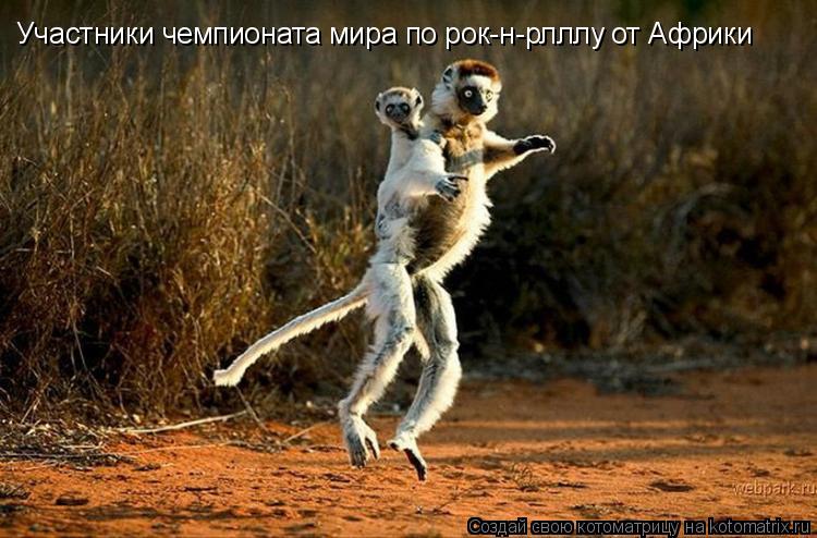 Участники чемпионата мира по рок-н-рлллу от Африки... Котоматрица: Участники чемпионата мира по рок-н-рлллу от Африки