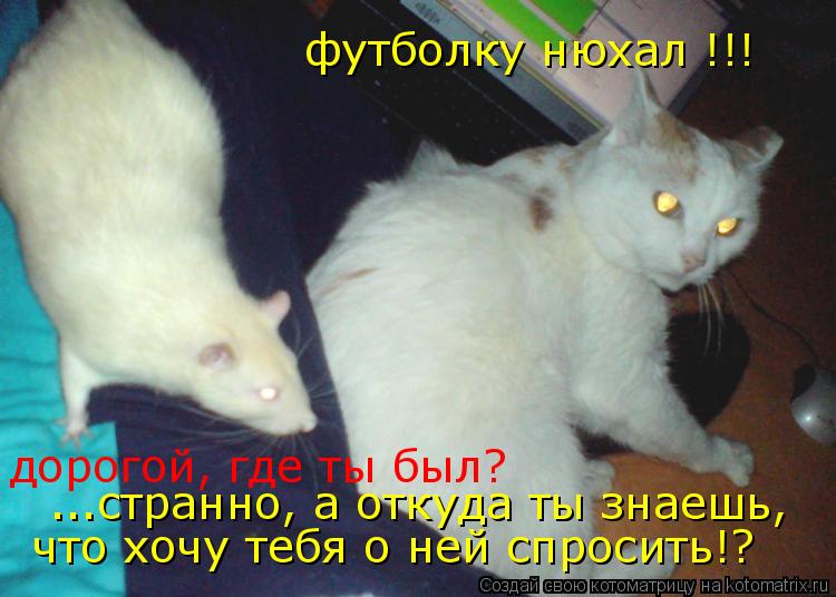 Котоматрица: дорогой, где ты был? футболку нюхал !!! что хочу тебя о ней спросить!? ...странно, а откуда ты знаешь,
