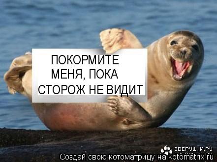 СТОРОЖ НЕ ВИДИТ ПОКОРМИТЕ МЕНЯ, ПОКА... Котоматрица: СТОРОЖ НЕ ВИДИТ ПОКОРМИТЕ МЕНЯ, ПОКА