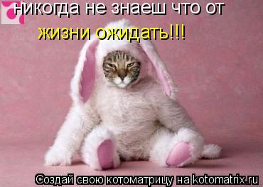 никогда не знаеш что от жизни ожидать!!!... Котоматрица: никогда не знаеш что от жизни ожидать!!!