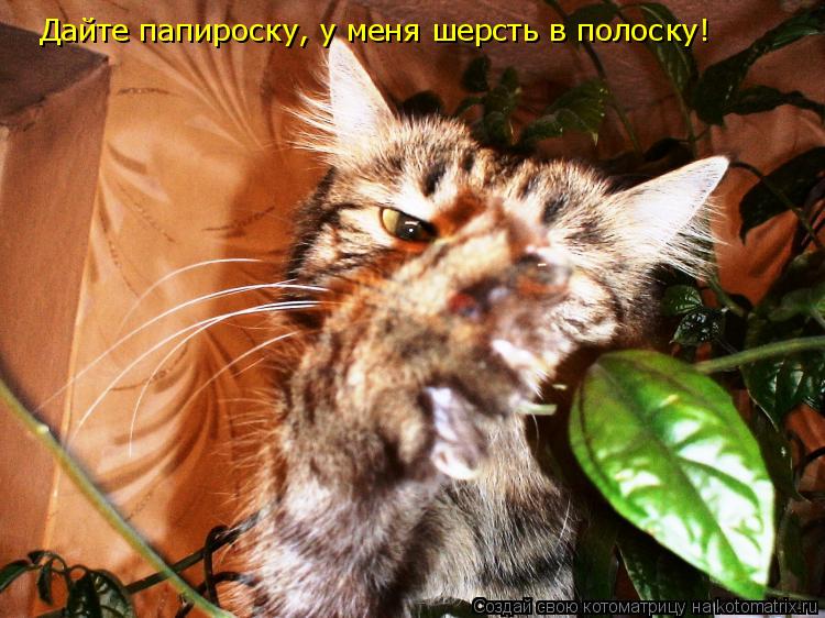 Котоматрица: Дайте папироску, у меня шерсть в полоску!