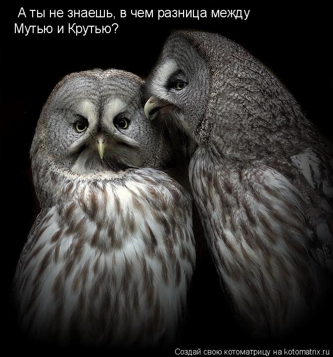 А ты не знаешь, в чем разница между Мутью и Крутью?... Котоматрица: А ты не знаешь, в чем разница между Мутью и Крутью?