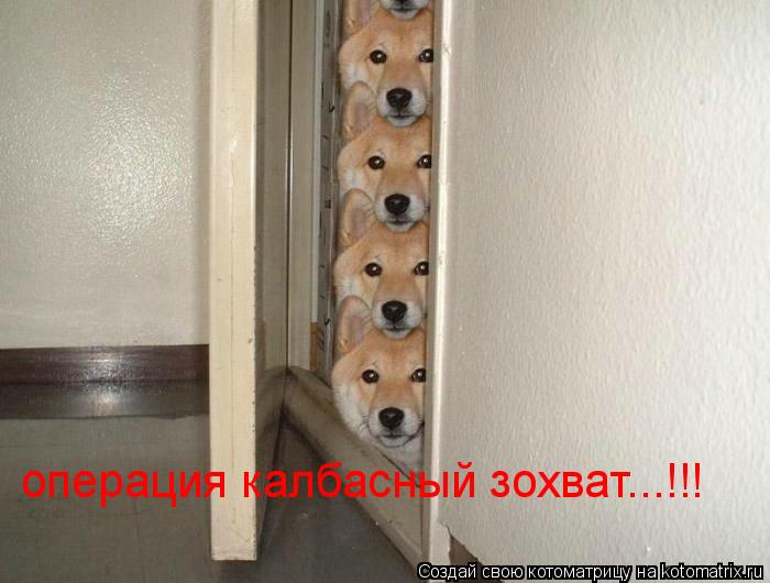 операция калбасный зохват...!!!... Котоматрица: операция калбасный зохват...!!!