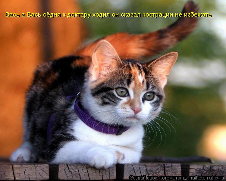 Вась а Вась сёдня к доктару ходил он сказал кострации не избежать... Котоматрица: Вась а Вась сёдня к доктару ходил он сказал кострации не избежать