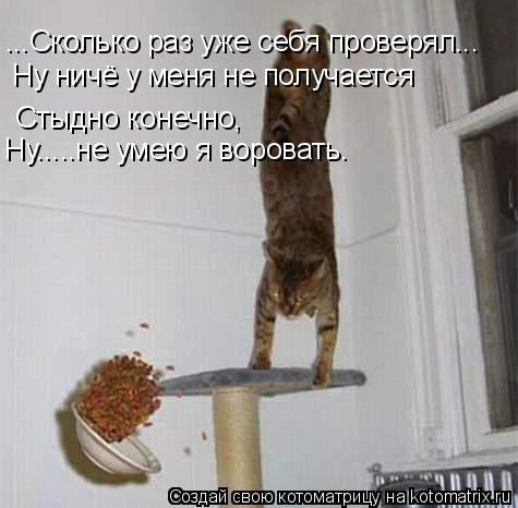 ...Сколько раз уже себя проверял... Ну ничё у меня не получается Стыдно конечно, Ну.....не умею я вор... Котоматрица: ...Сколько раз уже себя проверял... Ну ничё у меня не получается Стыдно конечно, Ну.....не умею я воровать.