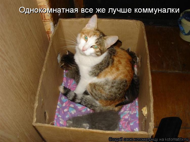 Однокомнатная все же лучше коммуналки... Котоматрица: Однокомнатная все же лучше коммуналки