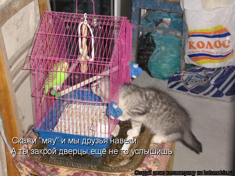 Котоматрица: Скажи "мяу" и мы друзья навеки. А ты закрой дверцы,ещё не то услышишь.