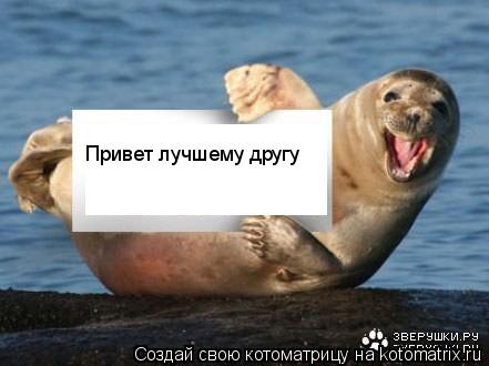 Котоматрица: Привет лучшему другу