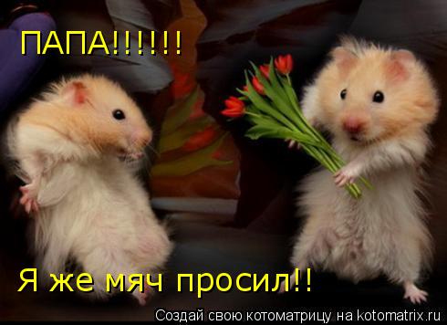 ПАПА!!!!!! Я же мяч просил!!... Котоматрица: ПАПА!!!!!! Я же мяч просил!!