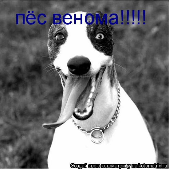 пёс венома!!!!!... Котоматрица: пёс венома!!!!!