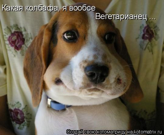 Какая колбафа, я вообсе Вегетарианец ...... Котоматрица: Какая колбафа, я вообсе Вегетарианец ...