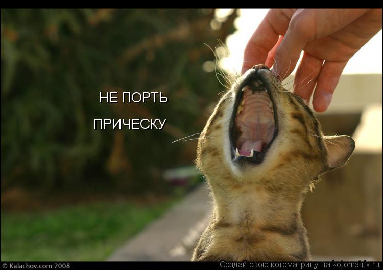 Котоматрица: НЕ ПОРТЬ  ПРИЧЕСКУ