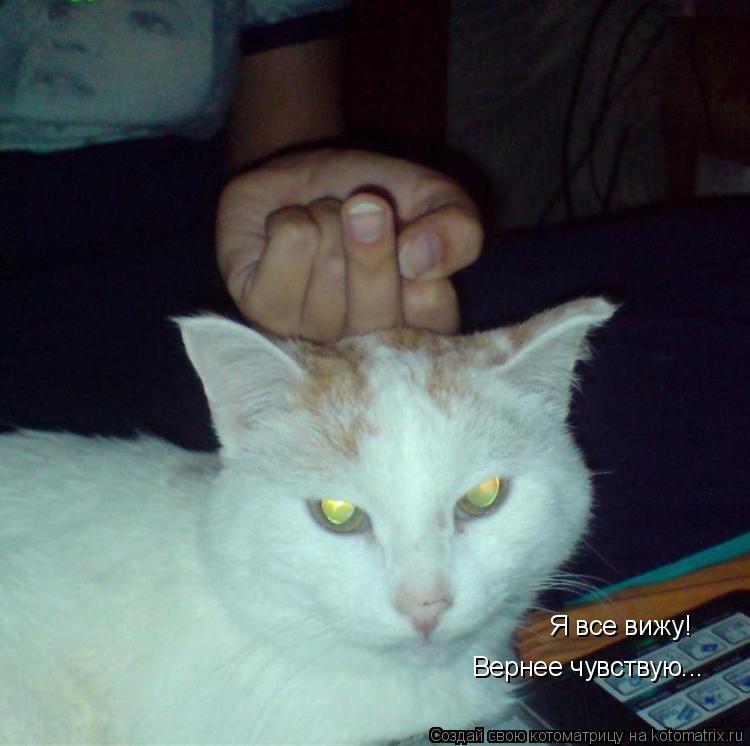 Котоматрица: Я все вижу! Вернее чувствую...