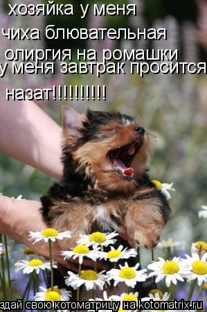 хозяйка у меня чиха блювательная олиргия на ромашки назат!!!!!!!!!! у меня завтрак просится... Котоматрица: хозяйка у меня чиха блювательная олиргия на ромашки назат!!!!!!!!!! у меня завтрак просится