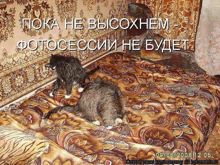 ПОКА НЕ ВЫСОХНЕМ - ФОТОСЕССИИ НЕ БУДЕТ... Котоматрица: ПОКА НЕ ВЫСОХНЕМ - ФОТОСЕССИИ НЕ БУДЕТ