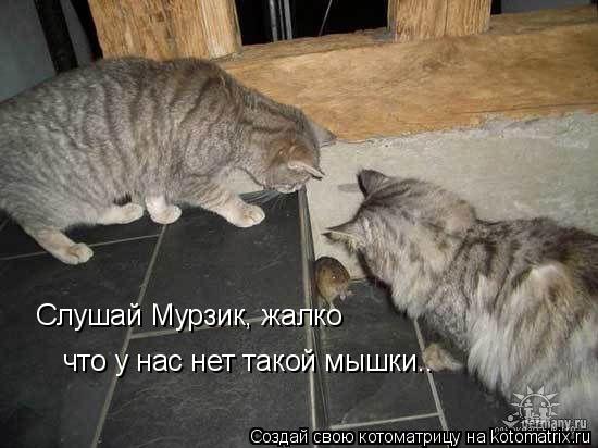 Слушай Мурзик, жалко что у нас нет такой мышки..... Котоматрица: Слушай Мурзик, жалко что у нас нет такой мышки..