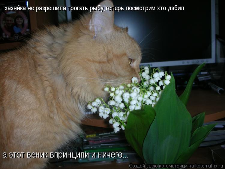 хазяйка не разрешила трогать рыбу,теперь посмотрим хто дэбил а этот веник впринципи и ничего...... Котоматрица: хазяйка не разрешила трогать рыбу,теперь посмотрим хто дэбил а этот веник впринципи и ничего...