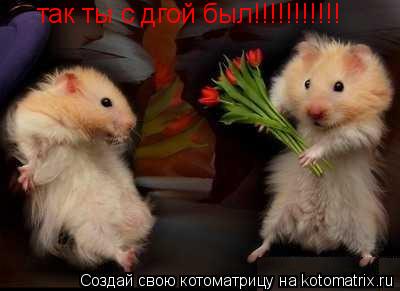 так ты с дгой был!!!!!!!!!!!... Котоматрица: так ты с дгой был!!!!!!!!!!!