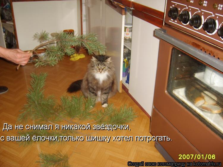 Да не снимал я никакой звёздочки, с вашей ёлочки,только шишку хотел потрогать.... Котоматрица: Да не снимал я никакой звёздочки, с вашей ёлочки,только шишку хотел потрогать.