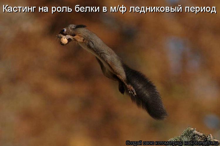 Кастинг на роль белки в м/ф ледниковый период... Котоматрица: Кастинг на роль белки в м/ф ледниковый период