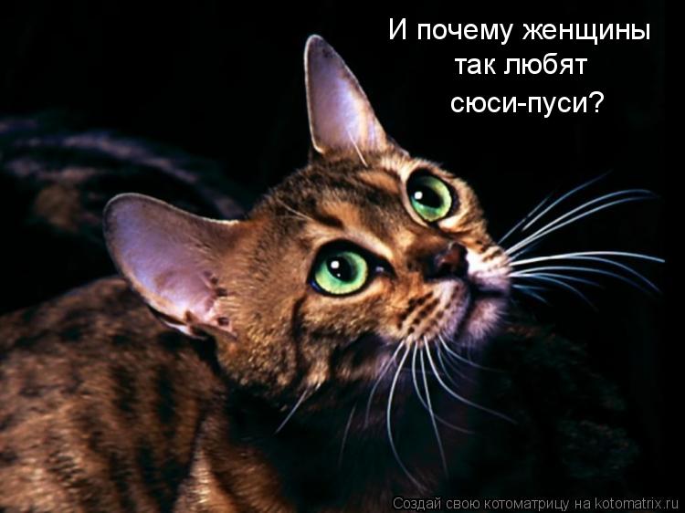 И почему женщины так любят сюси-пуси?... Котоматрица: И почему женщины так любят сюси-пуси?