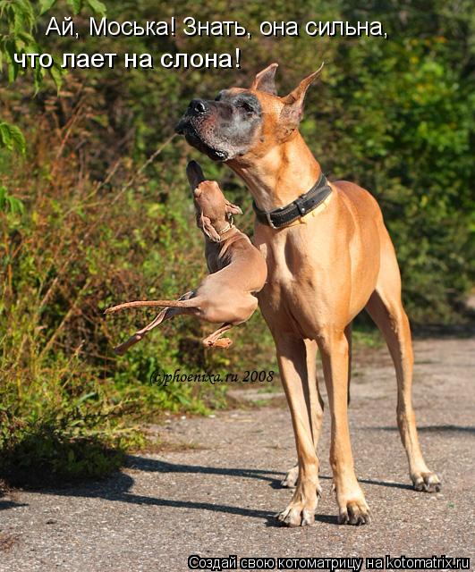 Ай, Моська! Знать, она сильна, что лает на слона!... Котоматрица: Ай, Моська! Знать, она сильна, что лает на слона!