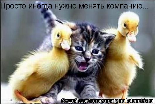 Просто иногда нужно менять компанию...... Котоматрица: Просто иногда нужно менять компанию...