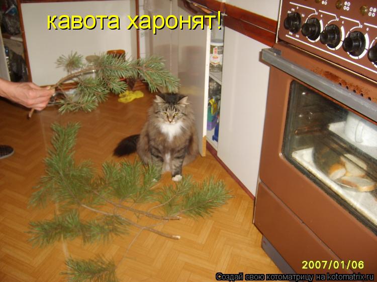 кавота харонят!... Котоматрица: кавота харонят!
