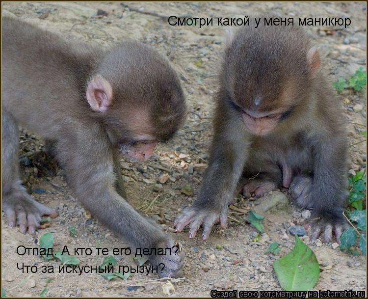 Смотри какой у меня маникюр Отпад. А кто те его делал? Отпад. А кто те его делал? Что за искусный гры... Котоматрица: Смотри какой у меня маникюр Отпад. А кто те его делал? Отпад. А кто те его делал? Что за искусный грызун?