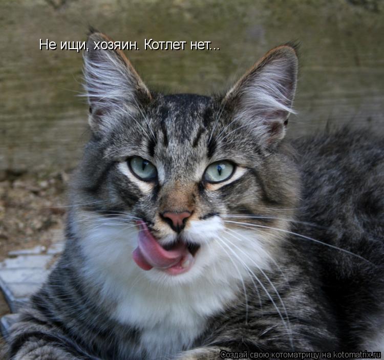 Не ищи, хозяин. Котлет нет...... Котоматрица: Не ищи, хозяин. Котлет нет...