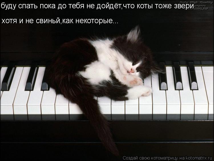 буду спать пока до тебя не дойдёт,что коты тоже звери хотя и не свиньй,как некоторые...... Котоматрица: буду спать пока до тебя не дойдёт,что коты тоже звери хотя и не свиньй,как некоторые...