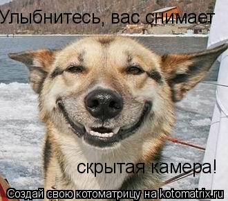 Улыбнитесь, вас снимает скрытая камера!... Котоматрица: Улыбнитесь, вас снимает скрытая камера!