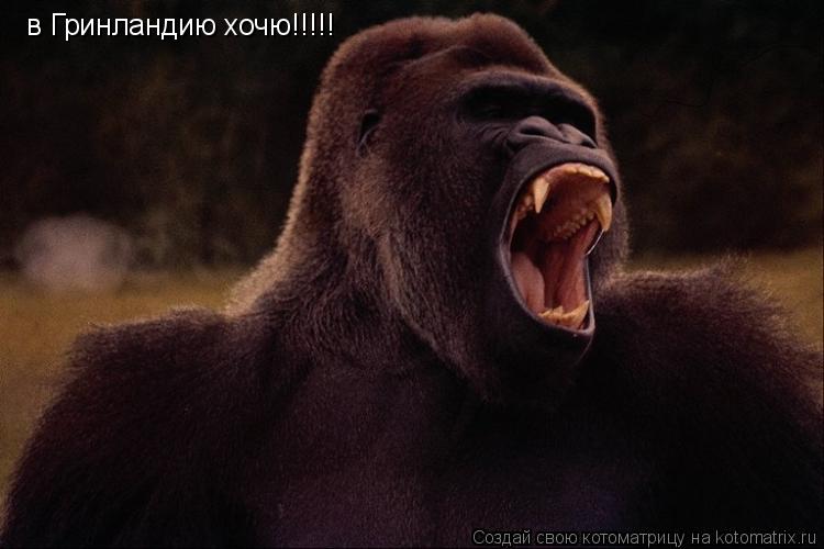 в Гринландию хочю!!!!!... Котоматрица: в Гринландию хочю!!!!!