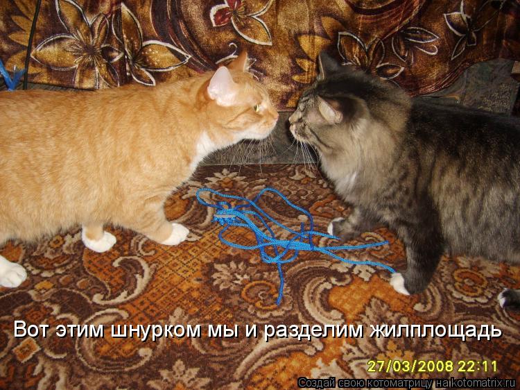 Вот этим шнурком мы и разделим жилплощадь... Котоматрица: Вот этим шнурком мы и разделим жилплощадь