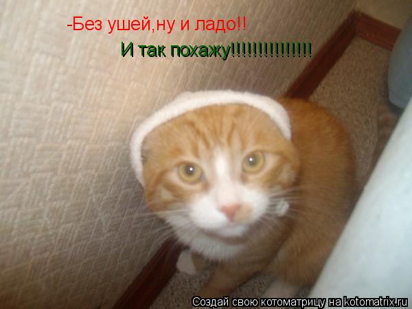 -Без ушей,ну и ладо!! И так похажу!!!!!!!!!!!!!!!... Котоматрица: -Без ушей,ну и ладо!! И так похажу!!!!!!!!!!!!!!!