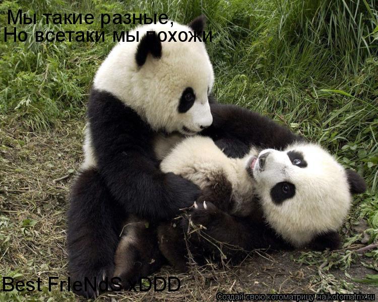 Мы такие разные, Но всетаки мы похожи Best FrIeNdS xDDD... Котоматрица: Мы такие разные, Но всетаки мы похожи Best FrIeNdS xDDD