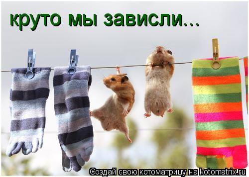 круто мы зависли...... Котоматрица: круто мы зависли...