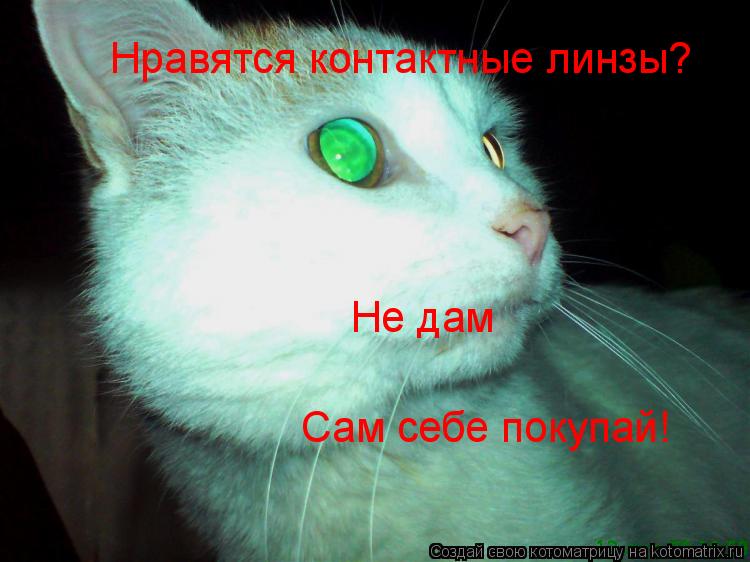 Нравятся контактные линзы? Не дам Сам себе покупай!... Котоматрица: Нравятся контактные линзы? Не дам Сам себе покупай!
