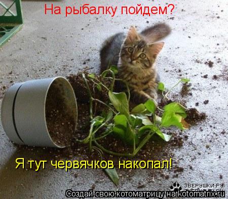 На рыбалку пойдем? Я тут червячков накопал!... Котоматрица: На рыбалку пойдем? Я тут червячков накопал!