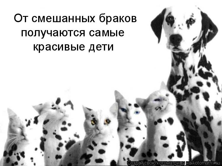 От смешанных браков получаются самые красивые дети... Котоматрица: От смешанных браков получаются самые красивые дети