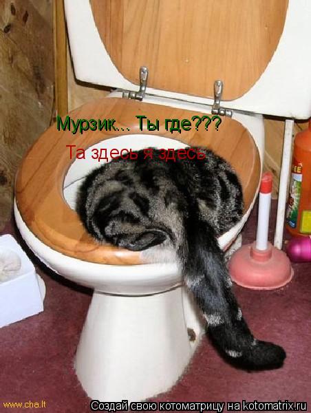 Мурзик... Ты где??? Та здесь я здесь... Котоматрица: Мурзик... Ты где??? Та здесь я здесь