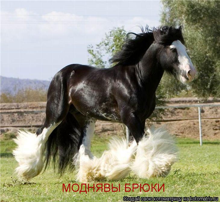 МОДНЯВЫ БРЮКИ... Котоматрица: МОДНЯВЫ БРЮКИ