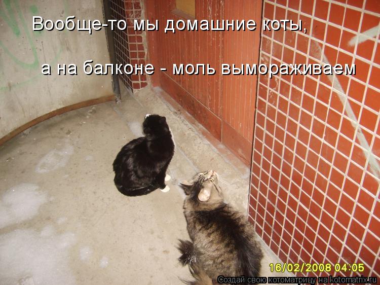 Вообще-то мы домашние коты, а на балконе - моль вымораживаем... Котоматрица: Вообще-то мы домашние коты, а на балконе - моль вымораживаем