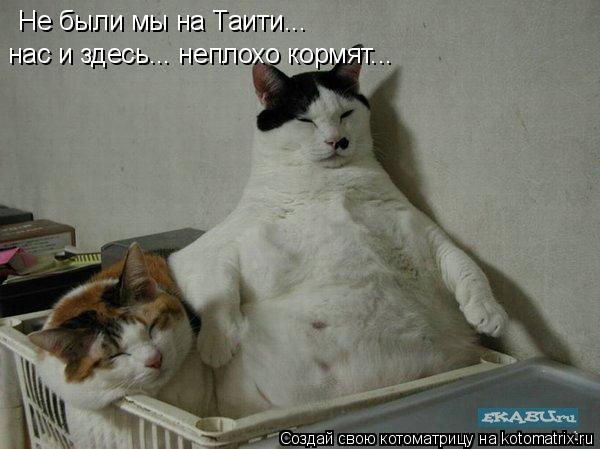 Не были мы на Таити... нас и здесь... неплохо кормят...... Котоматрица: Не были мы на Таити... нас и здесь... неплохо кормят...