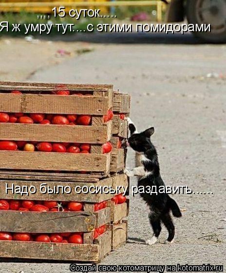 ,,,,15 суток..... Я ж умру тут....с этими помидорами Надо было сосиську раздавить......... Котоматрица: ,,,,15 суток..... Я ж умру тут....с этими помидорами Надо было сосиську раздавить......