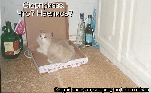 Сюрприззз. Что? Наелись?... Котоматрица: Сюрприззз. Что? Наелись?