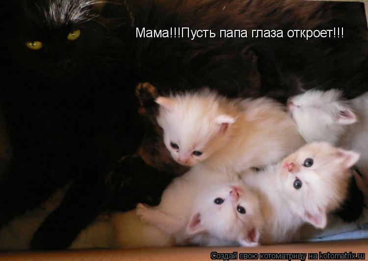 Мама!!!Пусть папа глаза откроет!!!... Котоматрица: Мама!!!Пусть папа глаза откроет!!!