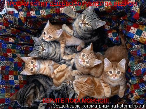 ПРОДАМ КОТЯТ ДЕШЕВО,50 РУБЛЕЙ ЗА ВЕДРО!!! БЕРИТЕ ПОКА МОЖНО!!!... Котоматрица: ПРОДАМ КОТЯТ ДЕШЕВО,50 РУБЛЕЙ ЗА ВЕДРО!!! БЕРИТЕ ПОКА МОЖНО!!!