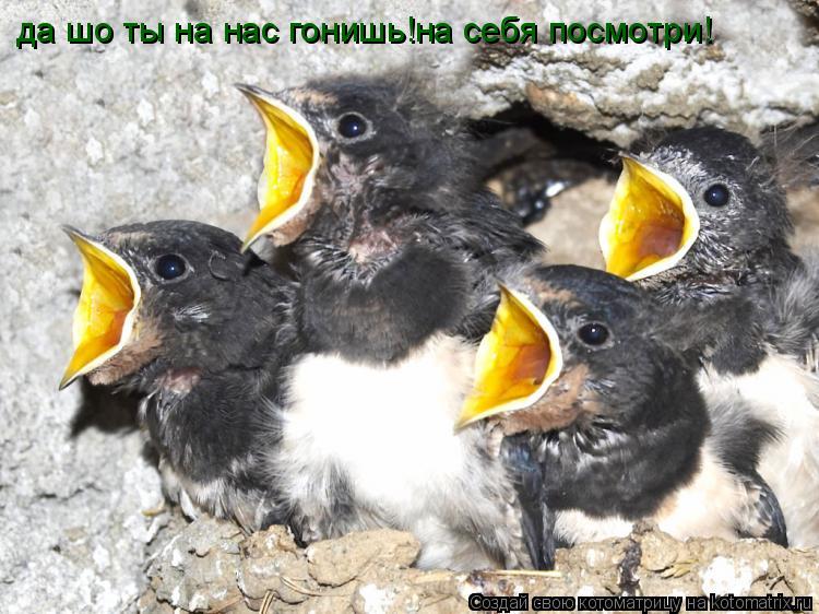 да шо ты на нас гонишь!на себя посмотри!... Котоматрица: да шо ты на нас гонишь!на себя посмотри!
