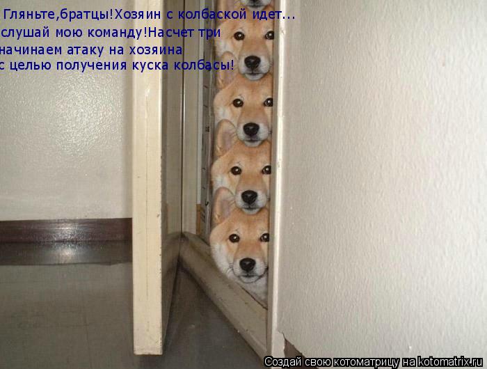 Гляньте,братцы!Хозяин с колбаской идет... слушай мою команду!Насчет три начинаем атаку на хозяина с ... Котоматрица: Гляньте,братцы!Хозяин с колбаской идет... слушай мою команду!Насчет три начинаем атаку на хозяина с целью получения куска колбасы!